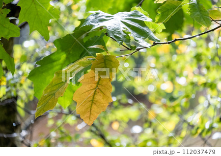Sunlit Whispers: The Changing Leaves 112037479