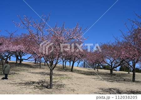 伊勢崎市民の森公園で咲き始めた河津桜 112038205