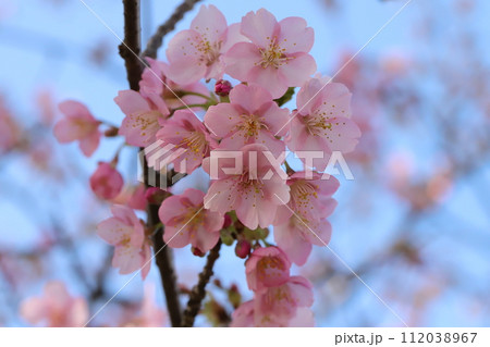 冬(2月)の公園に咲くピンク色の河津桜の花 冬(2月)の公園に咲くピンク色の河津桜の花 112038967