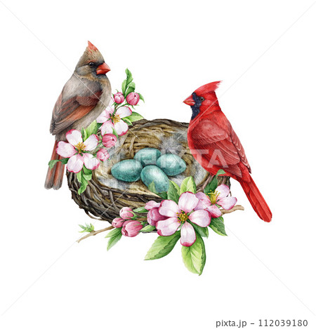 Birds on the nest vintage style decor element. Watercolor illustration. Hand drawn cardinal birds on the nest with eggs, spring garden flowers, leaves. Springtime cozy decoration. White background Birds on the nest vintage style decor element. Watercolor illustration. Hand drawn cardinal birds on the nest with eggs, spring garden flowers, leaves. Springtime cozy decoration. White background 112039180