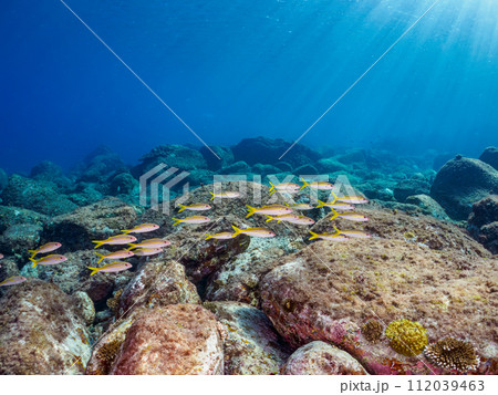 美しいアカヒメジ（ヒメジ科）他の群れ。  東京都伊豆諸島式根島、中の浦海水浴場にて。 2023年11 112039463