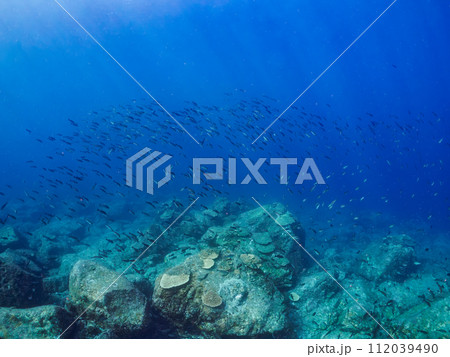 美しいメジナ(イスズミ科)、ホウライヒメジ(ヒメジ科)の群れ他。 東京都伊豆諸島式根島、中の浦海水 美しいメジナ(イスズミ科)、ホウライヒメジ(ヒメジ科)の群れ他。 東京都伊豆諸島式根島、中の浦海水 112039490