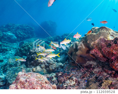 美しいアカヒメジ(ヒメジ科)他の群れ。 東京都伊豆諸島式根島、中の浦海水浴場にて。 2023年11 美しいアカヒメジ(ヒメジ科)他の群れ。 東京都伊豆諸島式根島、中の浦海水浴場にて。 2023年11 112039528