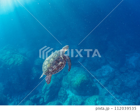 ゆったり泳ぐ美しく大きなアオウミガメ（ウミガメ科）とダイバー達。  東京都伊豆諸島式根島、中の浦海水 112039535