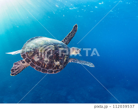 ゆったり泳ぐ美しく大きなアオウミガメ(ウミガメ科)とダイバー達。 東京都伊豆諸島式根島、中の浦海水 ゆったり泳ぐ美しく大きなアオウミガメ(ウミガメ科)とダイバー達。 東京都伊豆諸島式根島、中の浦海水 112039537