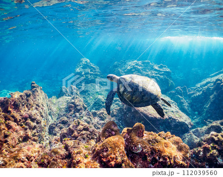 ゆったり泳ぐ美しく大きなアオウミガメ（ウミガメ科）。  東京都伊豆諸島式根島、中の浦海水浴場にて。 112039560