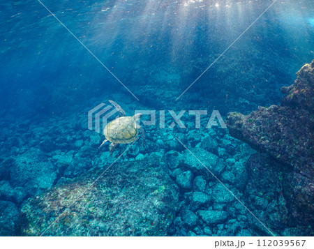 ゆったり泳ぐ美しく大きなアオウミガメ（ウミガメ科）。  東京都伊豆諸島式根島、中の浦海水浴場にて。 112039567