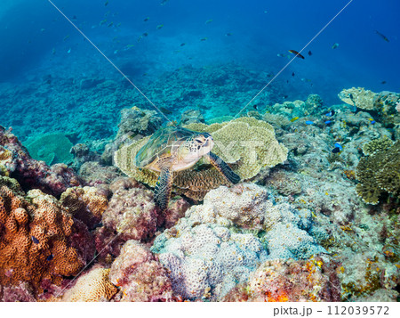 美しく大きなアオウミガメ（ウミガメ科）とサンゴの群生。  東京都伊豆諸島式根島、中の浦海水浴場にて。 112039572