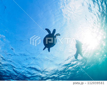 ゆったり泳ぐ美しく大きなアオウミガメ（ウミガメ科）とダイバー達。  東京都伊豆諸島式根島、中の浦海水 112039581