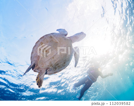ゆったり泳ぐ美しく大きなアオウミガメ(ウミガメ科)とダイバー達。 東京都伊豆諸島式根島、中の浦海水 ゆったり泳ぐ美しく大きなアオウミガメ(ウミガメ科)とダイバー達。 東京都伊豆諸島式根島、中の浦海水 112039582