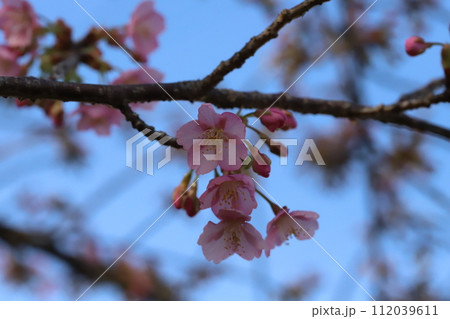 冬(2月)の公園に咲くピンク色の河津桜の花 冬(2月)の公園に咲くピンク色の河津桜の花 112039611