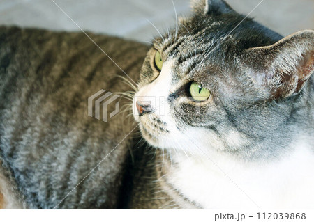 床に伏せてくつろぐ鯖トラ猫 床に伏せてくつろぐ鯖トラ猫 112039868