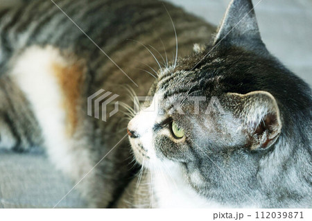 床に伏せてくつろぐ鯖トラ猫 床に伏せてくつろぐ鯖トラ猫 112039871
