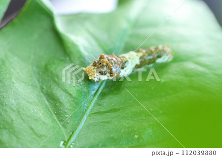 レモンの葉を食べるアゲハの幼虫 芋虫 レモンの葉を食べるアゲハの幼虫 芋虫 112039880