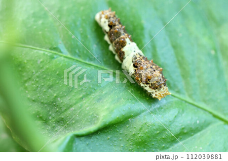 レモンの葉を食べるアゲハの幼虫　芋虫 112039881