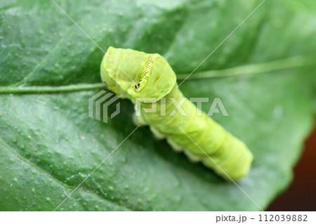 レモンの葉を食べるアゲハの幼虫　芋虫 112039882