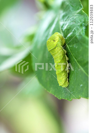 レモンの葉を食べるアゲハの幼虫　芋虫 112039883