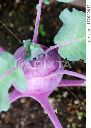 大きく成長した赤紫色のコールラビ　野菜　家庭菜園 112040012