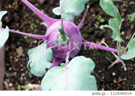 大きく成長した赤紫色のコールラビ　野菜　家庭菜園 112040014