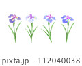 カラフルな菖蒲の花 112040038