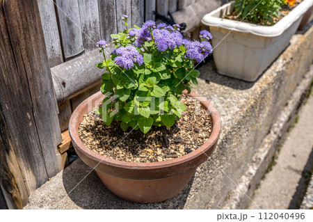 庭の鉢植え~オオカッコウアザミ~ 庭の鉢植え~オオカッコウアザミ~ 112040496