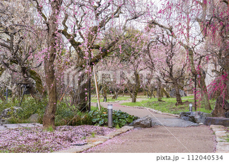 早春の京都　北野天満宮　梅苑「花の庭」 112040534