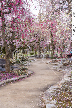 早春の京都 北野天満宮 梅苑「花の庭」 早春の京都 北野天満宮 梅苑「花の庭」 112040537