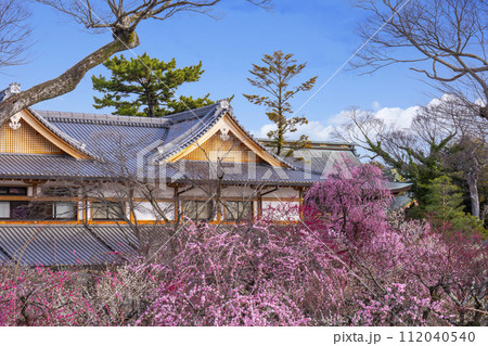 早春の京都 北野天満宮 梅苑「花の庭」 早春の京都 北野天満宮 梅苑「花の庭」 112040540