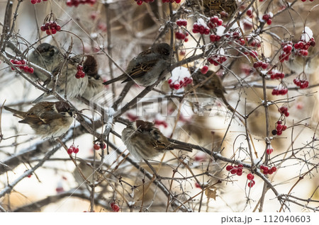 Photo project "Birds". Birds of Eastern Siberia. Sparrows (lat. Passer domesticus) sit on the branches of viburnum in winter. Close-up photo. 112040603