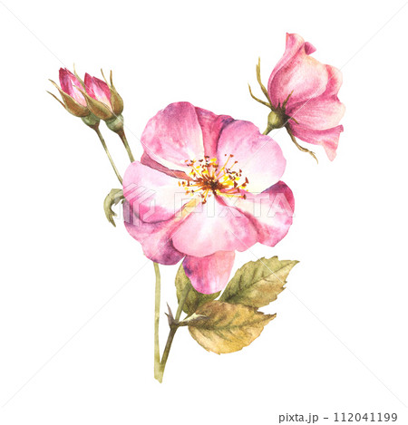 Watercolor pink wild rose hip branch with buds and flowers, dog or brier rose im bloom. Botanical clipart for card, logo, medical label print. Hand drawn floral illustration isolated white background. 112041199