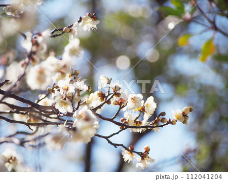 春の訪れを告げる梅の花 春の訪れを告げる梅の花 112041204