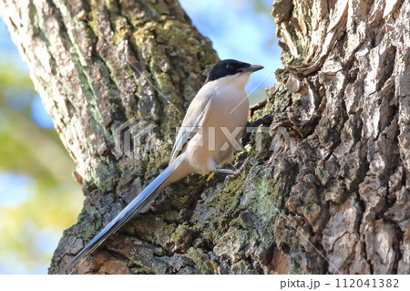 木にひそむ虫をさがす尾長（オナガ） 112041382