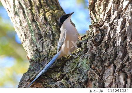 木にひそむ虫をさがす尾長(オナガ) 木にひそむ虫をさがす尾長(オナガ) 112041384