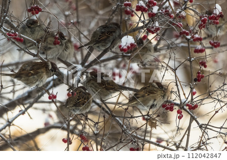 Photo project "Birds". Birds of Eastern Siberia. Sparrows (lat. Passer domesticus) on the branches of viburnum in winter. Close-up photo. Photo project "Birds". Birds of Eastern Siberia. Sparrows (lat. Passer domesticus) on the branches of viburnum in winter. Close-up photo. 112042847