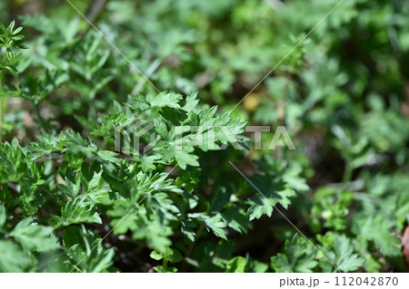 春のヨモギ（蓬） 112042870