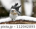 雪の中で魚を探すヤマセミ 112042893