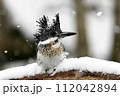 雪の日のヤマセミ 112042894