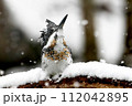 雪の中で空を見上げるヤマセミ 112042895