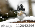 雪の日のヤマセミ 112042896