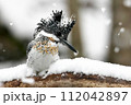 雪の中で魚を探すヤマセミ 112042897