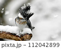 雪の中で魚を探すヤマセミ 112042899