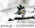 雪の中で魚を探すヤマセミ 112042900