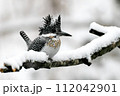 雪の日のヤマセミ 112042901