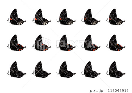 アゲハ蝶 アゲハ蝶 112042915