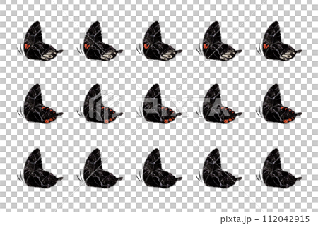 アゲハ蝶 アゲハ蝶 112042915