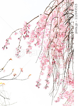 シダレザクラのクローズアップ、桜の花、枝垂れ桜、しだれ桜、枝垂桜 シダレザクラのクローズアップ、桜の花、枝垂れ桜、しだれ桜、枝垂桜 112043515