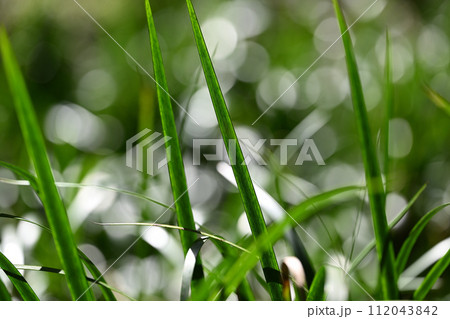 春のセキショウ 112043842