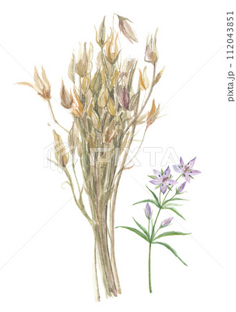 水彩で描いた乾燥千振と花 112043851