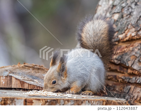 A squirrel sits on a stump and eats nuts in autumn. 112043887
