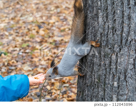 A squirrel in the autumn eats nuts from a human hand. Eurasian red squirrel, Sciurus vulgaris 112043896